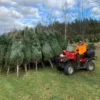 Weihnachtsbaum Liquidationspaletten Deutschland