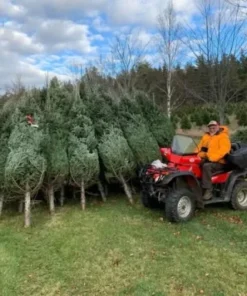Weihnachtsbaum Liquidationspaletten Deutschland